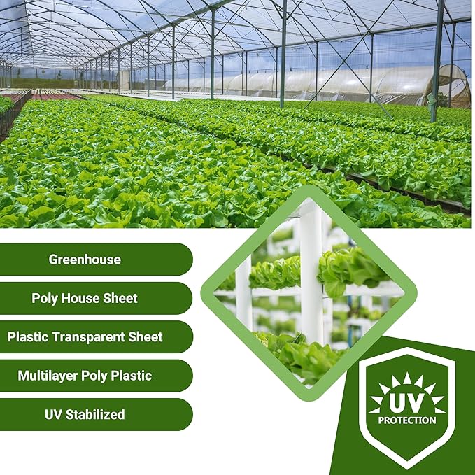 Singhal Greenhouse Poly House Sheet, 200 GSM Transparent Plastic , UV Treated, Dust-Proof, Waterproof, Heavy Duty for Greenhouse Protection