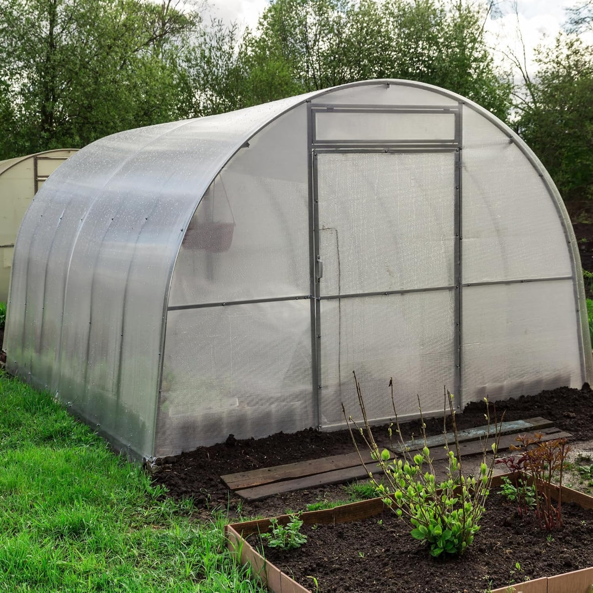 Singhal Greenhouse Poly House Sheet, 200 GSM Transparent Plastic , UV Treated, Dust-Proof, Waterproof, Heavy Duty for Greenhouse Protection