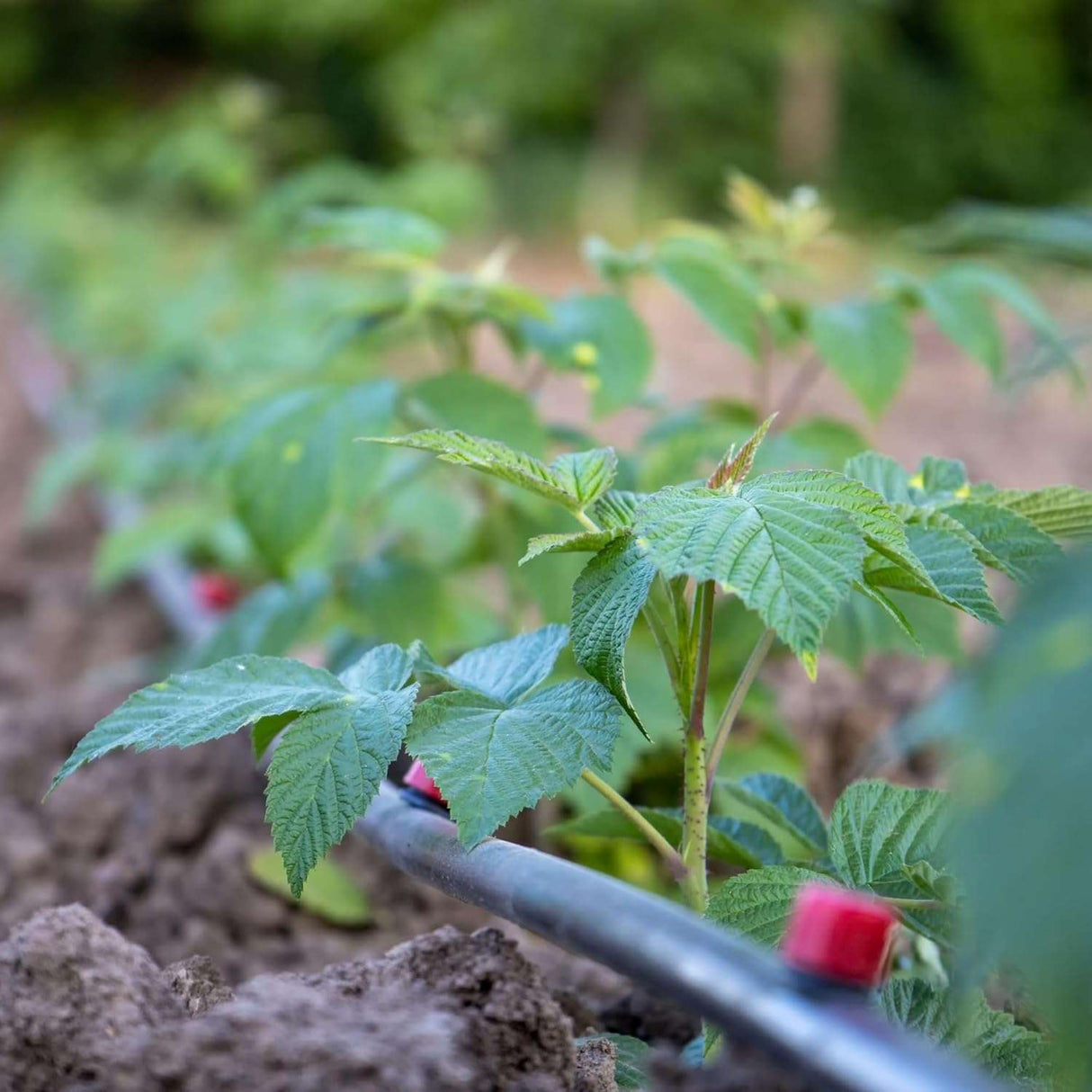 Singhal 16mm Drip Irrigation Pipe Roll, Black Hose for Garden Watering, Plant Care, Tree Irrigation, and Home Farming Accessories