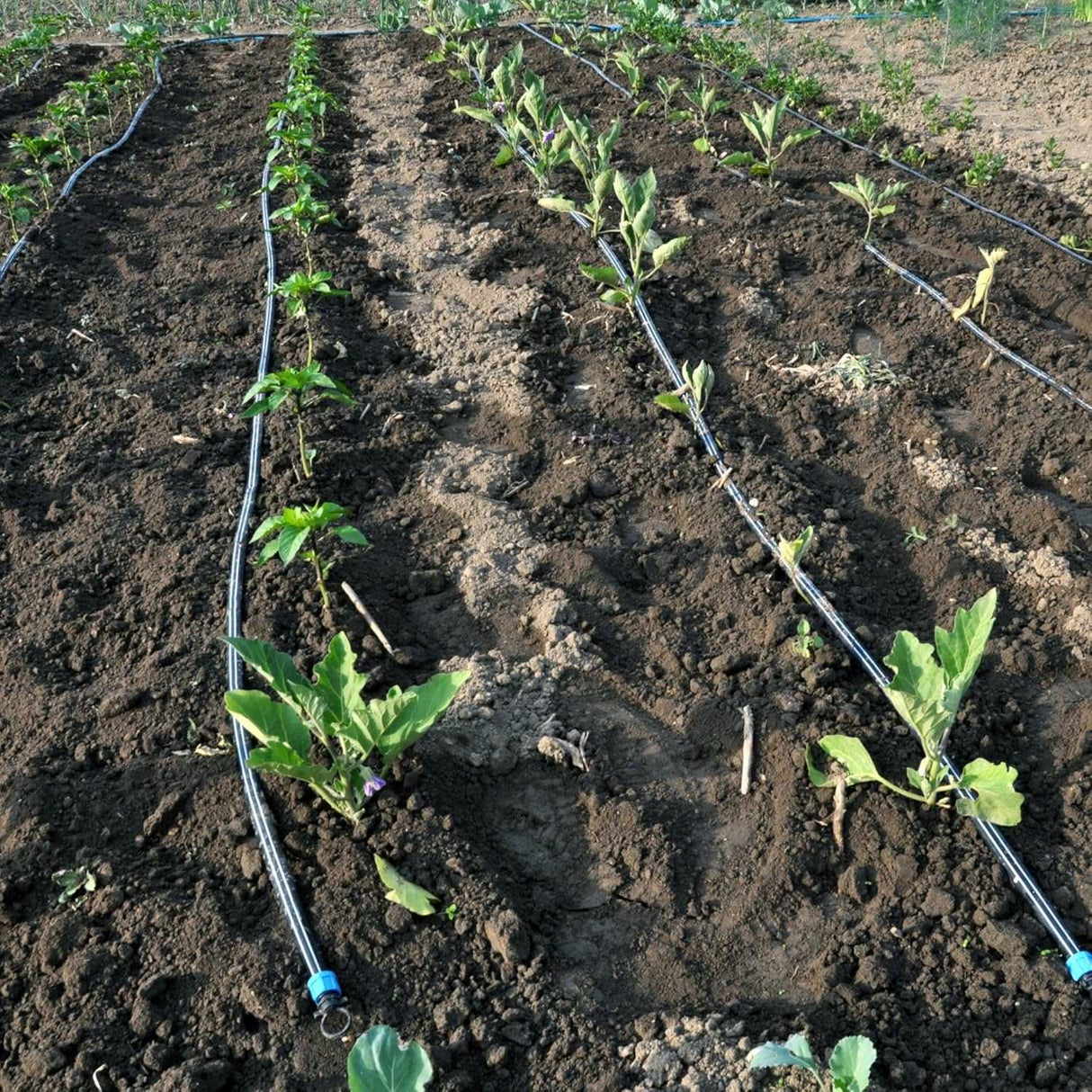 Singhal 16mm Drip Irrigation Pipe Roll, Black Hose for Garden Watering, Plant Care, Tree Irrigation, and Home Farming Accessories