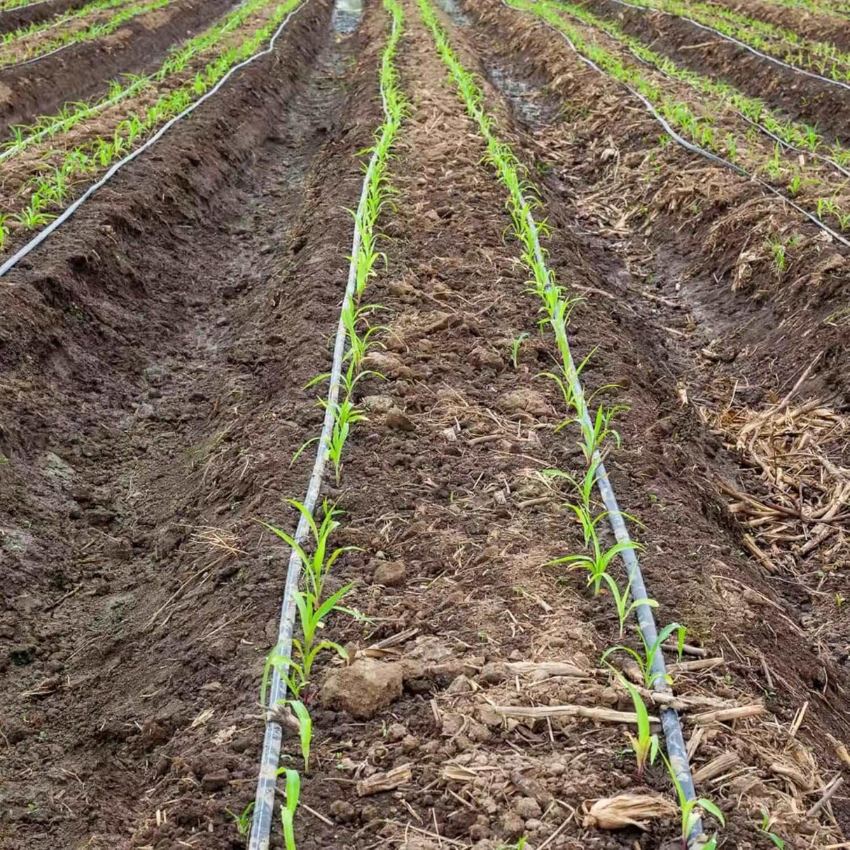 Singhal 16mm Drip Irrigation Pipe Roll, Black Hose for Garden Watering, Plant Care, Tree Irrigation, and Home Farming Accessories