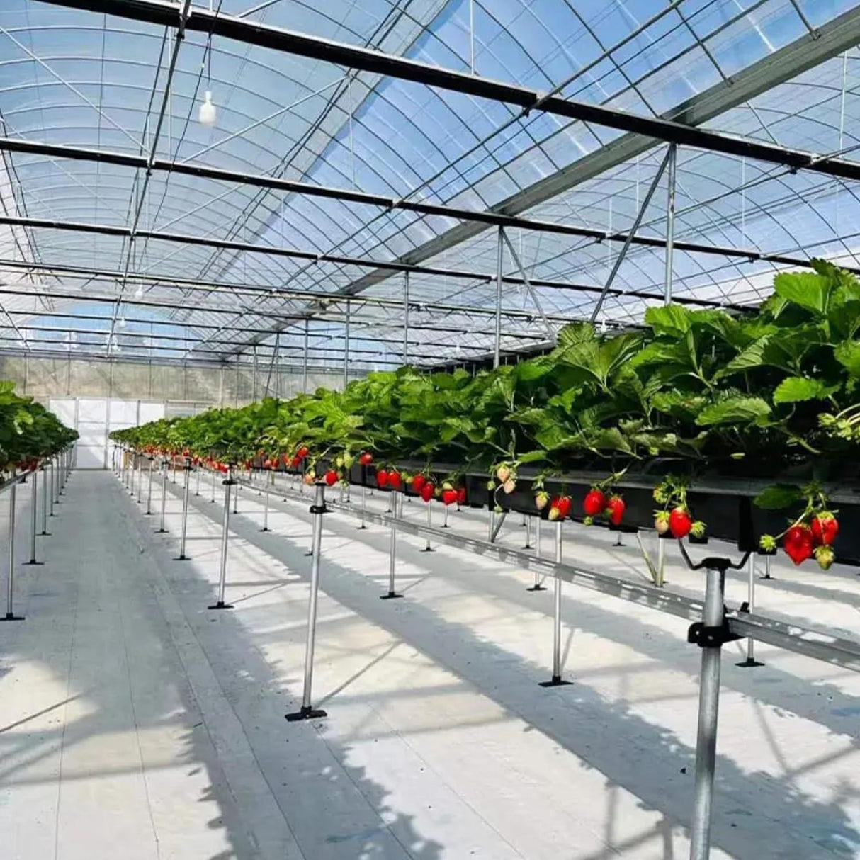 Eco-Friendly Singhal Garden Weed Control Mat, 4 x 5 Meters, 125 GSM Heavy Duty Landscape Fabric in Black - Singhal Mart