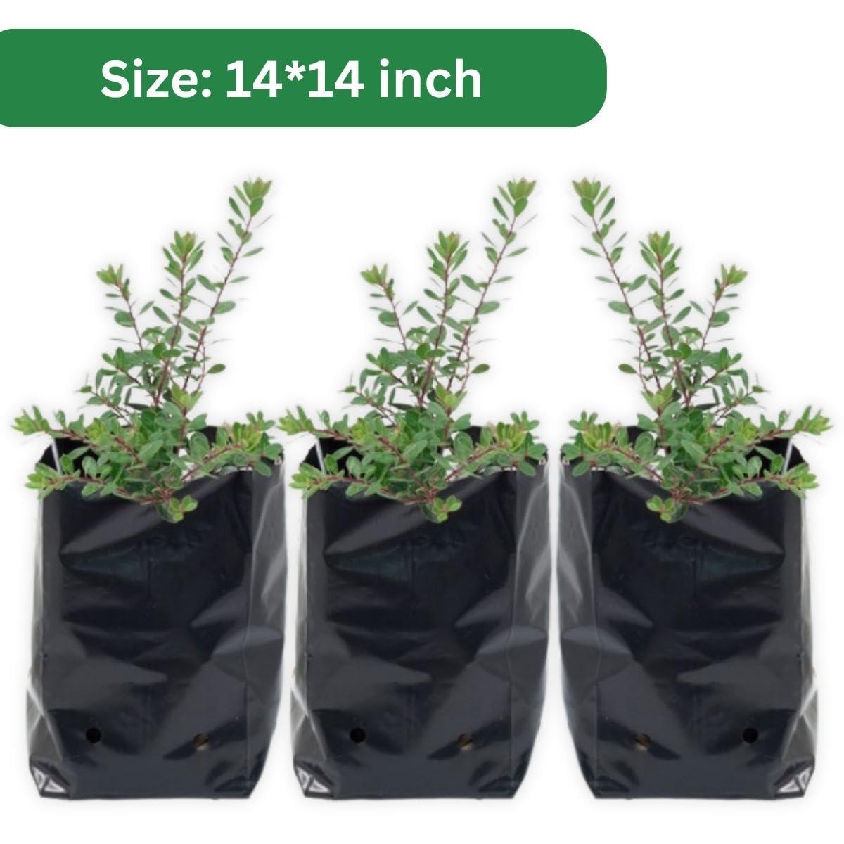 SINGHAL HDPE Garden UV Resistant Black Polyethylene Poly (PP) Grow Bag | Plant Grow Bags for Home Garden, Nursery, Terrace Gardening | 14x14 inches Combo Pack of 50 - Singhal Mart