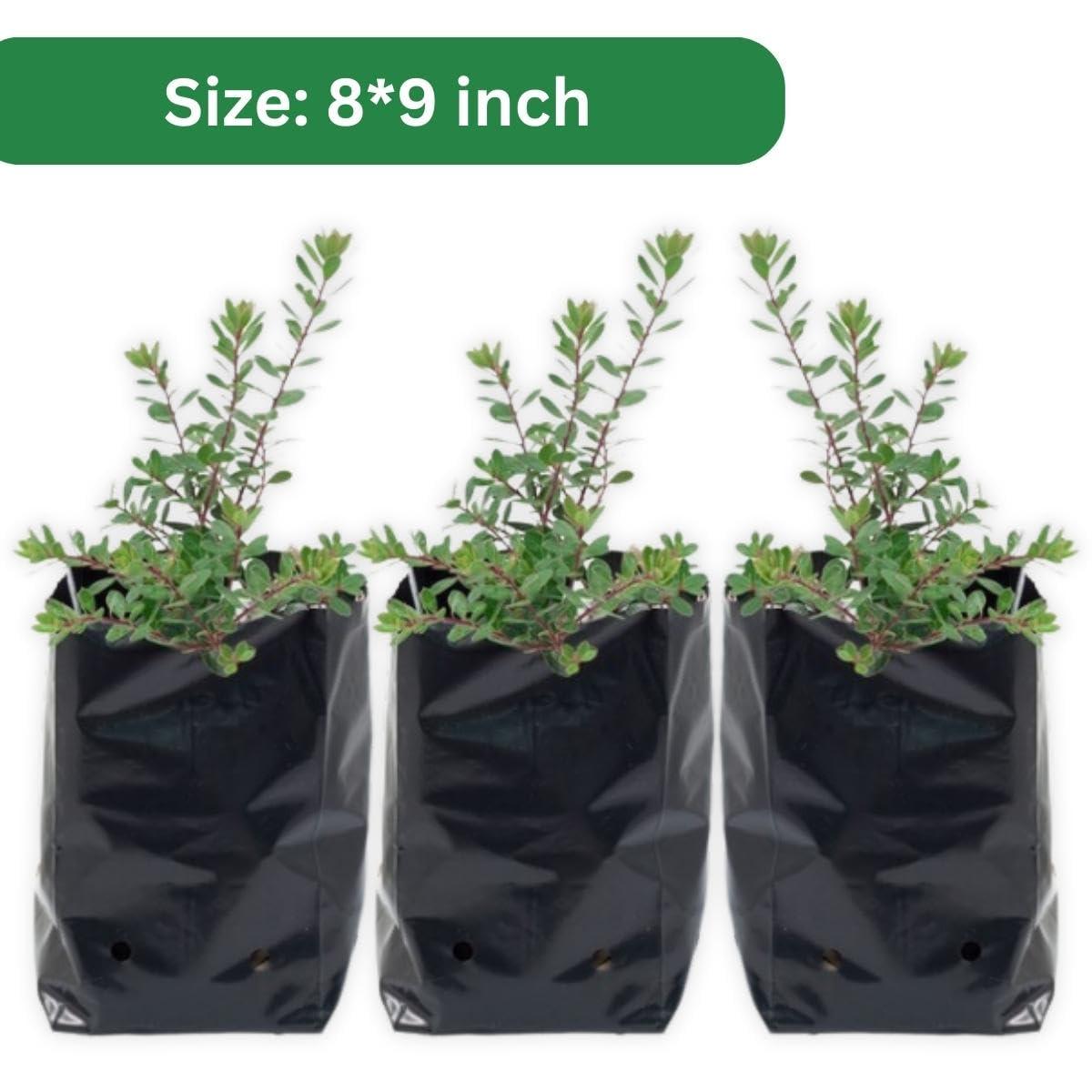 SINGHAL HDPE UV-Resistant Black Poly Grow Bags | 8x9, 25-Pack for Garden & Nursery - Singhal Mart