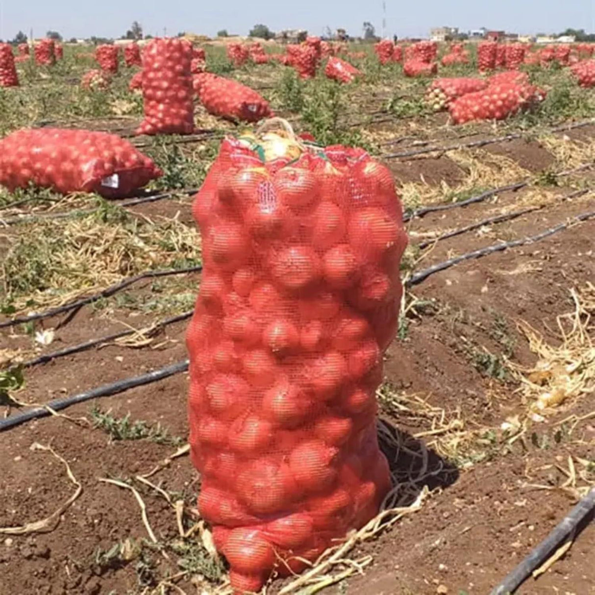 SINGHAL Leno Mesh Produce Bags – Reusable Vegetable and Onion Storage Net Bags, Washable (20x32 Inch, Blue, Pack of 10) - Singhal Mart