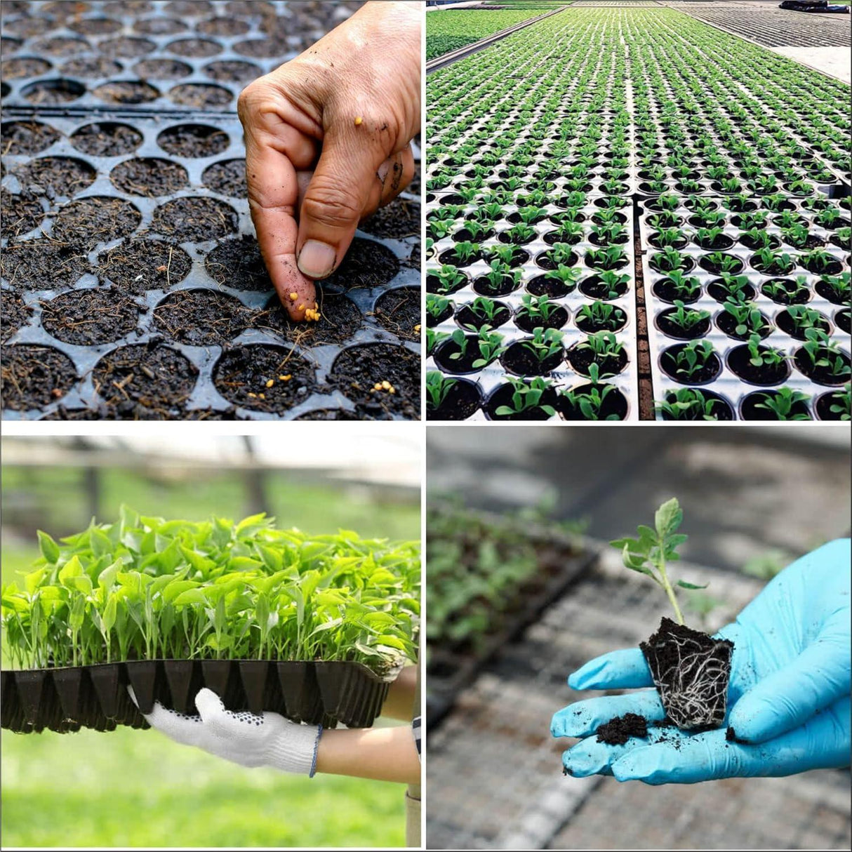 Seedling Tray Pack of 12 – Black 70-Hole Germination Trays for Seedlings, Nursery Plants, Reusable Plastic Garden Trays for Efficient Seeding - Singhal Mart