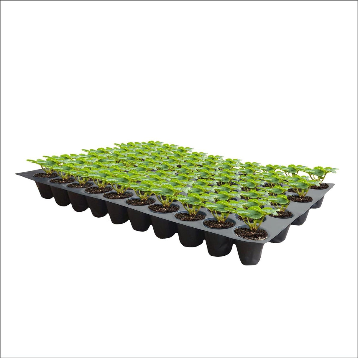 Seedling Tray Pack of 12 – Black 70-Hole Germination Trays for Seedlings, Nursery Plants, Reusable Plastic Garden Trays for Efficient Seeding - Singhal Mart