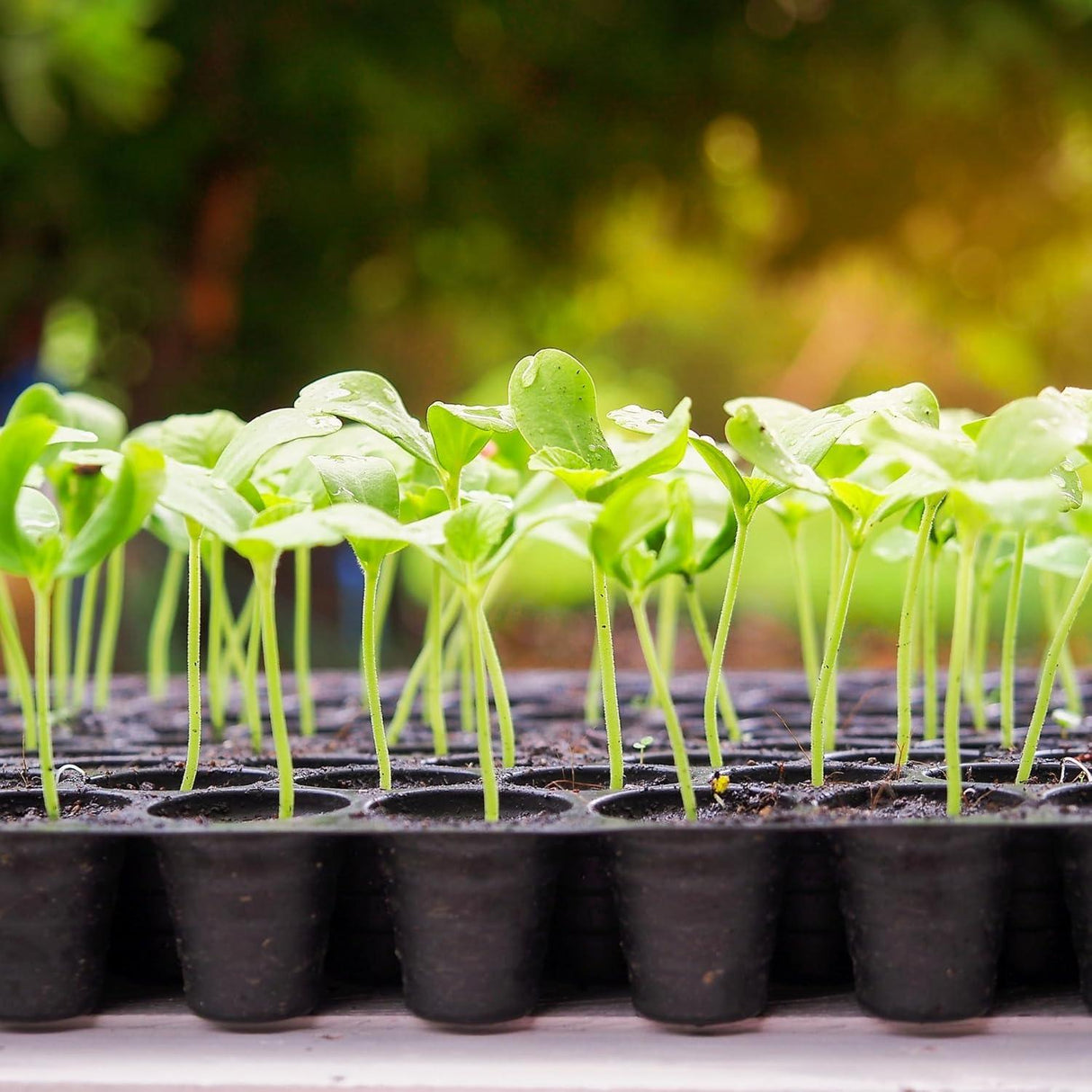 Seedling Tray Pack of 12 – Black 70-Hole Germination Trays for Seedlings, Nursery Plants, Reusable Plastic Garden Trays for Efficient Seeding - Singhal Mart