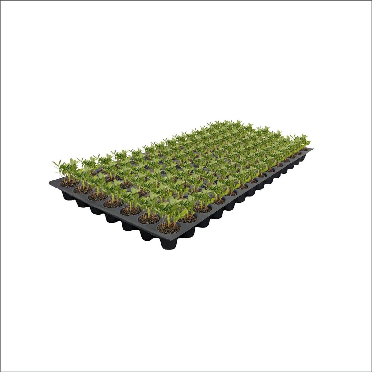 Seedling Tray Pack of 12 – Black 98-Hole Germination Trays for Seedlings, Nursery Plants, Reusable Plastic Trays for Efficient Garden Seeding - Singhal Mart
