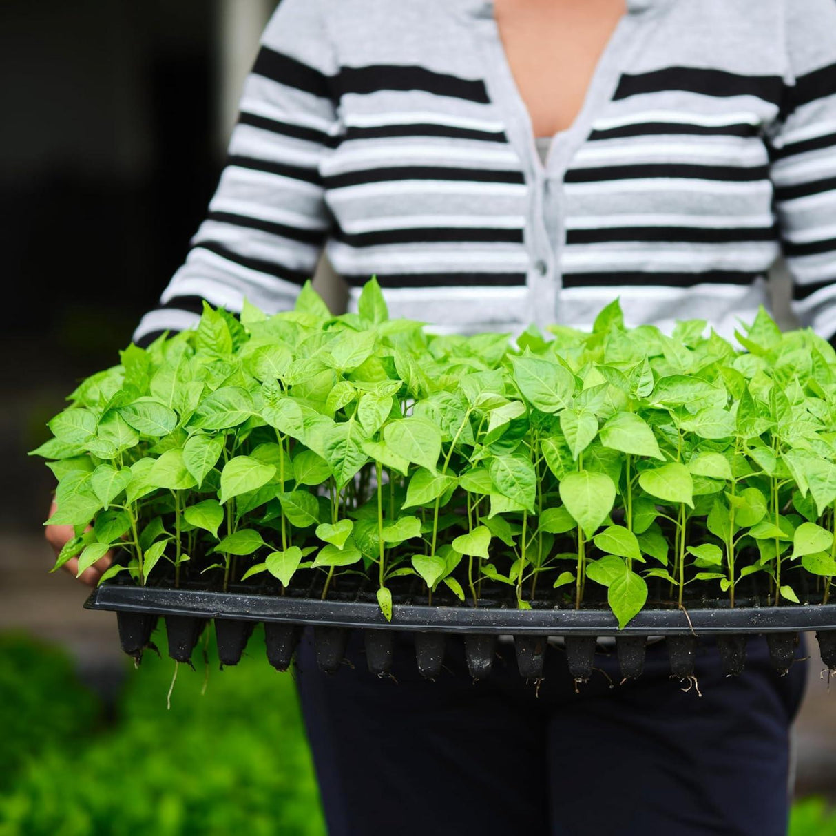 Seedling Tray Pack of 12 – Black 98-Hole Germination Trays for Seedlings, Nursery Plants, Reusable Plastic Trays for Efficient Garden Seeding - Singhal Mart