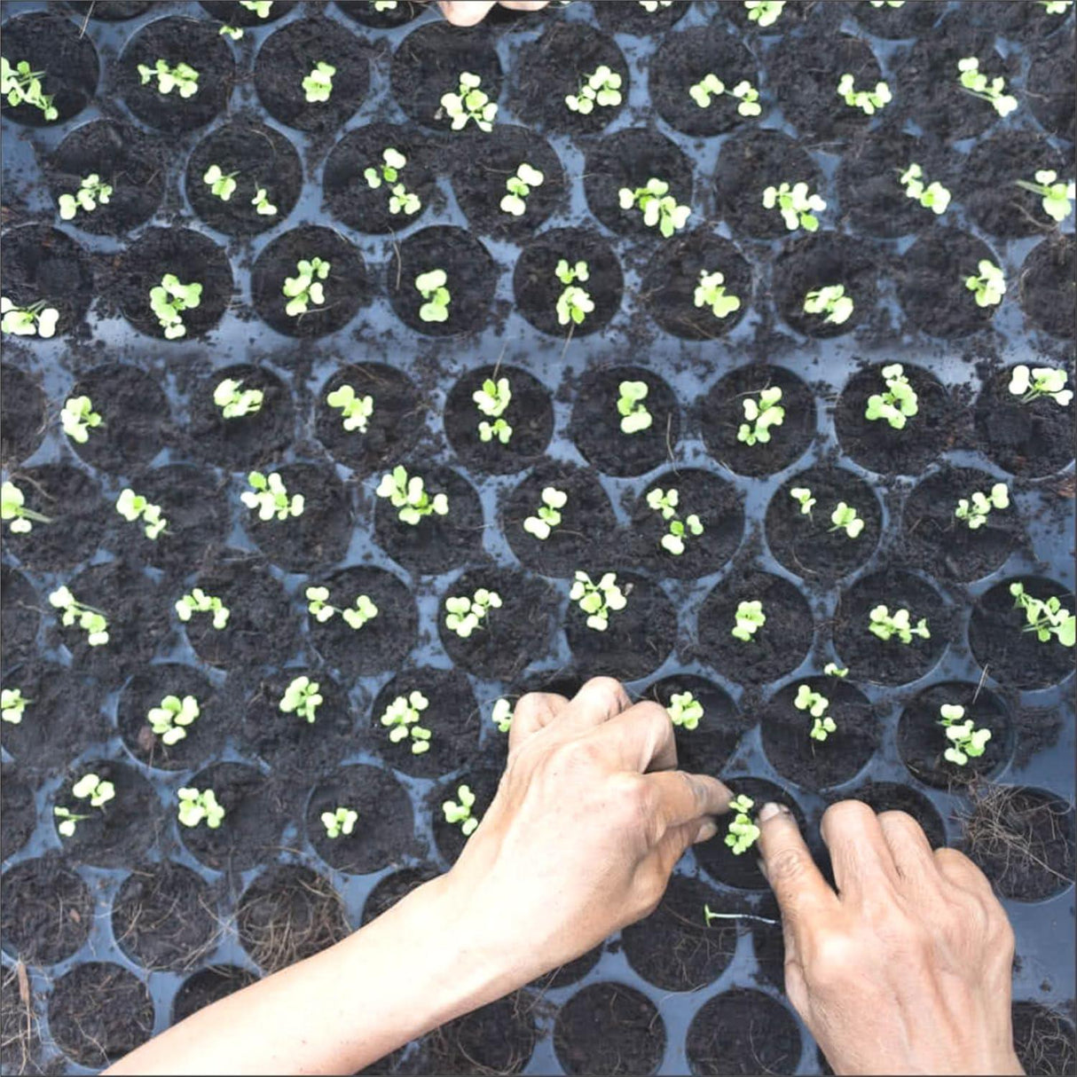 Seedling Tray Pack of 12 – Black 98-Hole Germination Trays for Seedlings, Nursery Plants, Reusable Plastic Trays for Efficient Garden Seeding - Singhal Mart