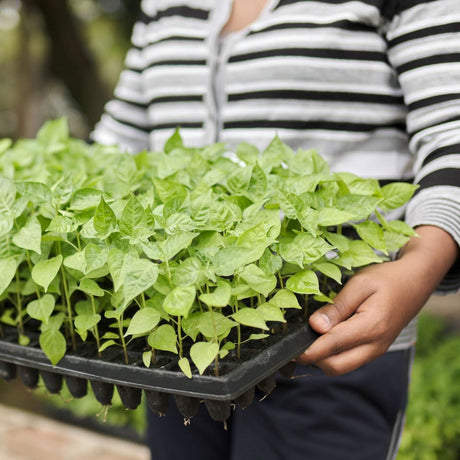 Seedling Tray for Cultivate Seeds-98 holes per Tray - Singhal Mart