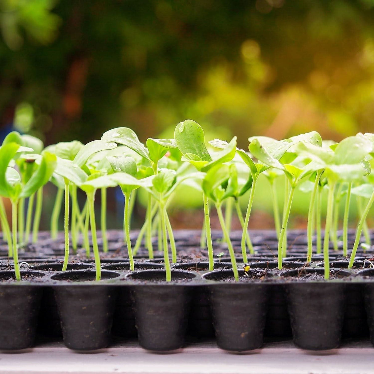 Seedling Tray for Cultivate Seeds-98 holes per Tray - Singhal Mart