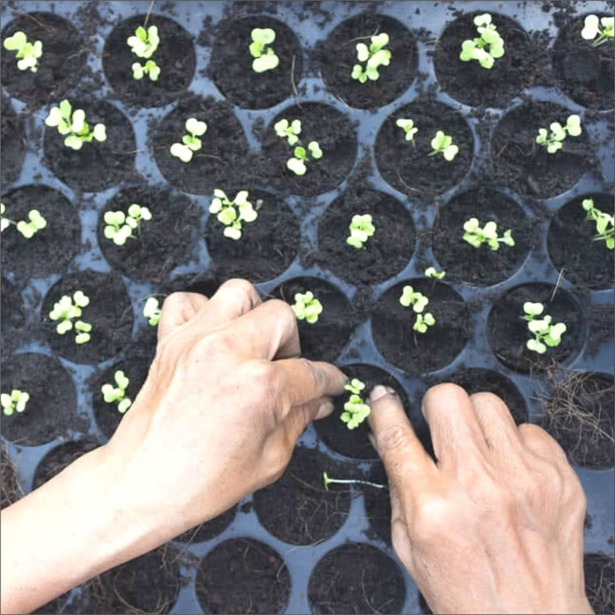 Seedling Tray for Cultivate Seeds-98 holes per Tray - Singhal Mart