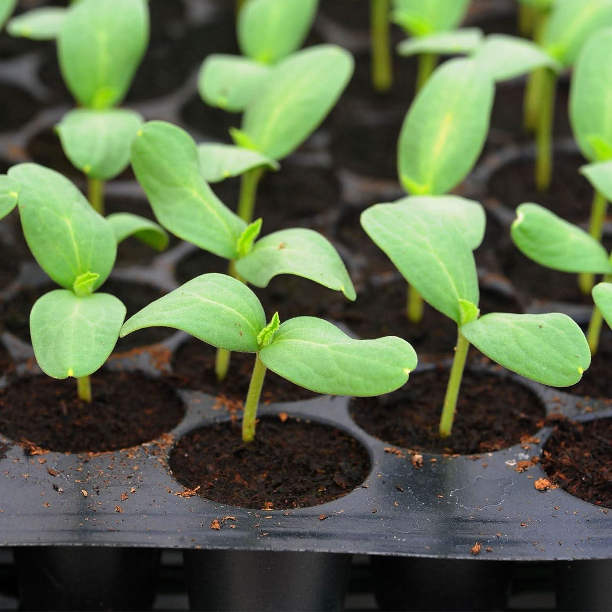 Seedling Tray for Cultivate Seeds-98 holes per Tray - Singhal Mart