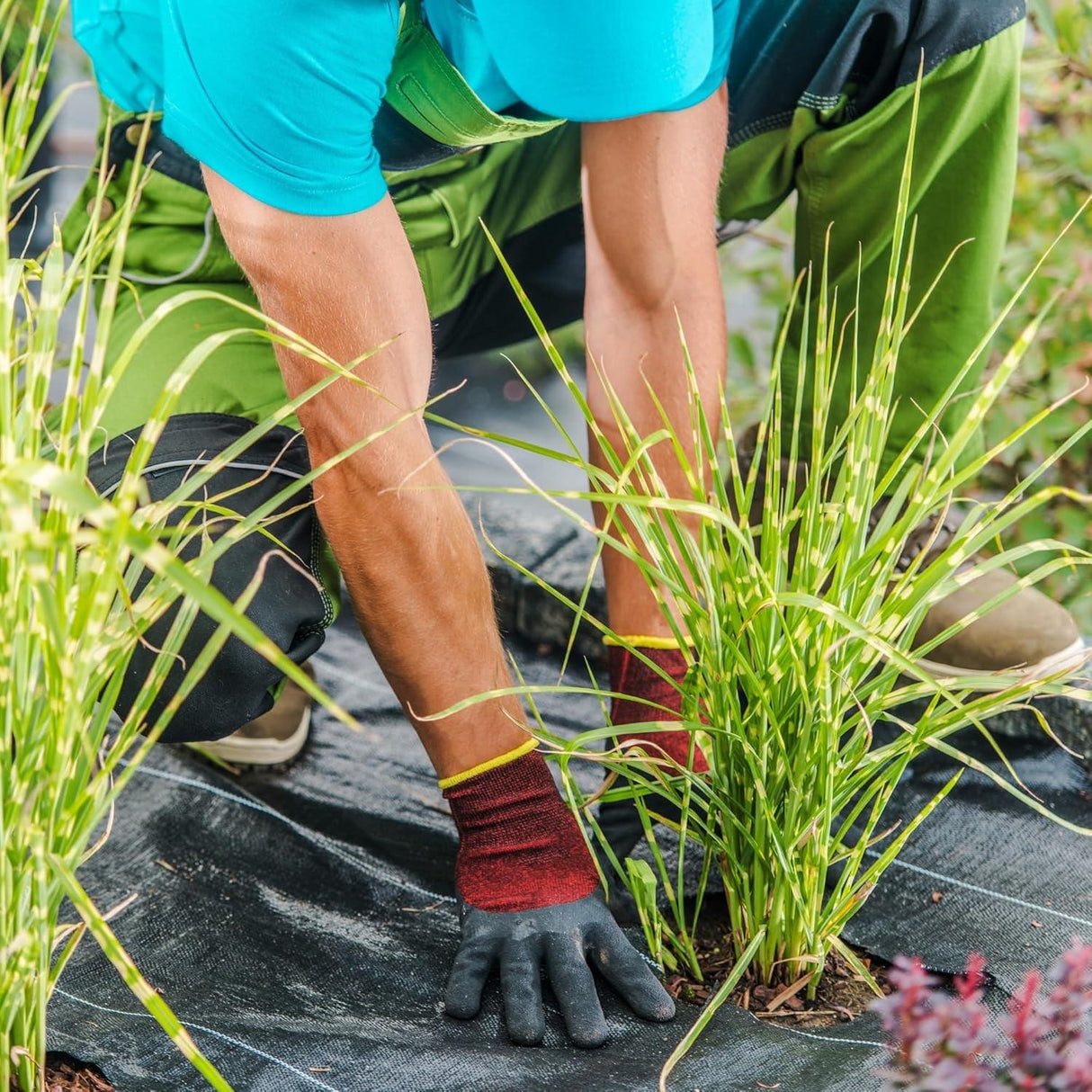 Singhal Garden Weed Control Mat – 2x3m Heavy Duty 125 GSM Black Landscape Fabric, Eco-Friendly Weed Block for Effective Bed Gardening - Singhal Mart