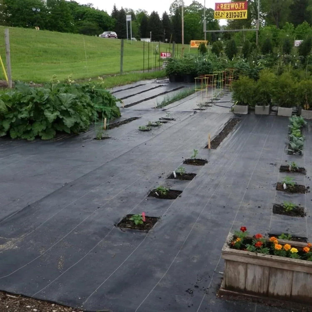 Singhal Garden Weed Control Mat 4x8m, Heavy Duty 125 GSM Landscape Fabric, Eco-Friendly Black Weed Block for Gardening and Bed Control - Singhal Mart