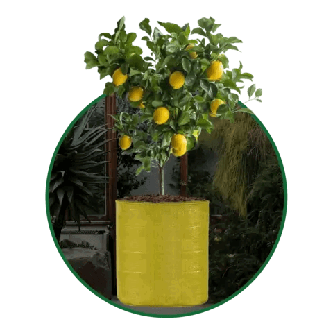 Yellow Grow Bags Size 9x9  to 24x24 Inch - Singhal Mart