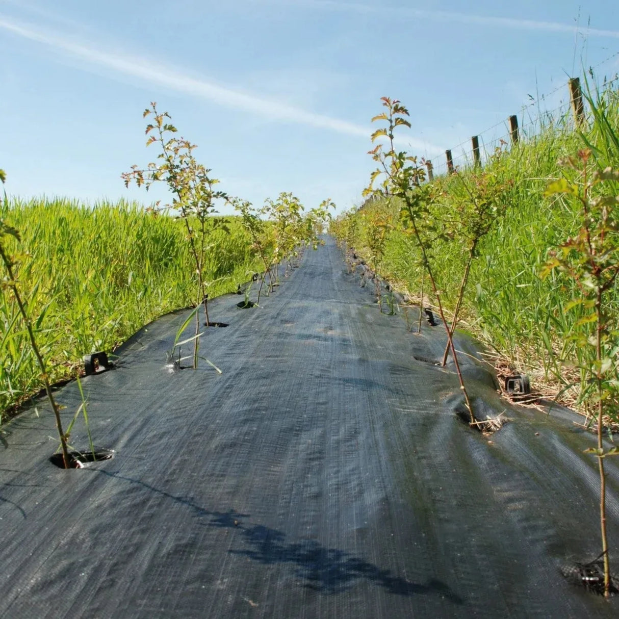 Singhal Premium Black Garden Weed Control Barrier Sheet 0.80 Meter Width (2.62 feet) Heavy-Duty Landscape Fabric, Eco-Friendly, Durable Weed Block Mat for Gardening