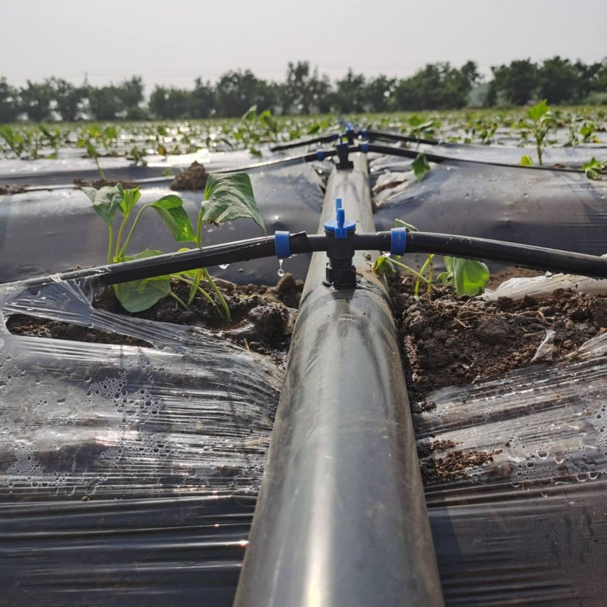 Singhal LDPE Black Lapeta Pipe | Flexible Low Density Polyethylene Irrigation Pipe for Agriculture, Farming, Water Supply & General Use