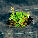 Garden Weed Control Barrier Sheet Mat Landscape