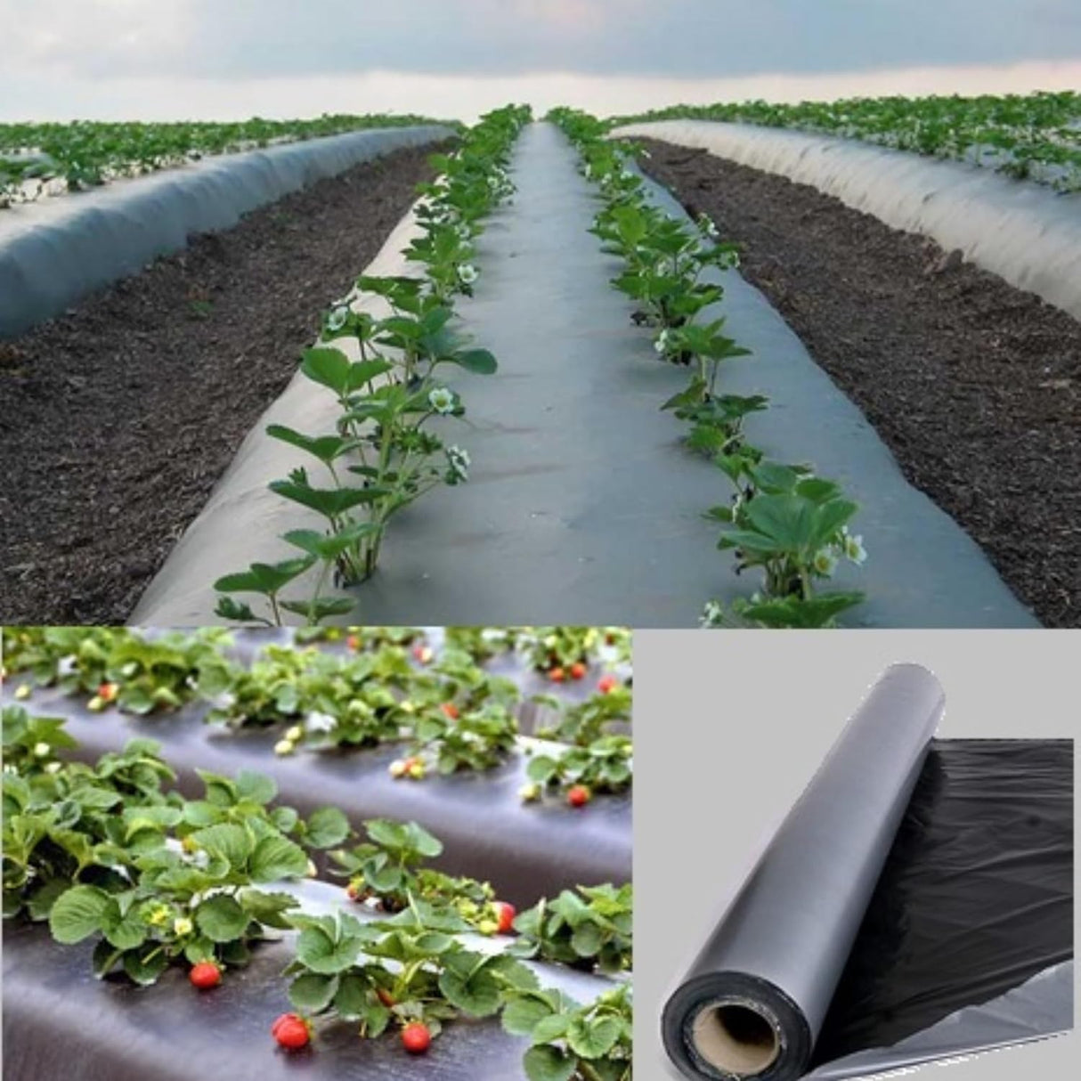 Singhal Mulching Film 400 Meter Roll