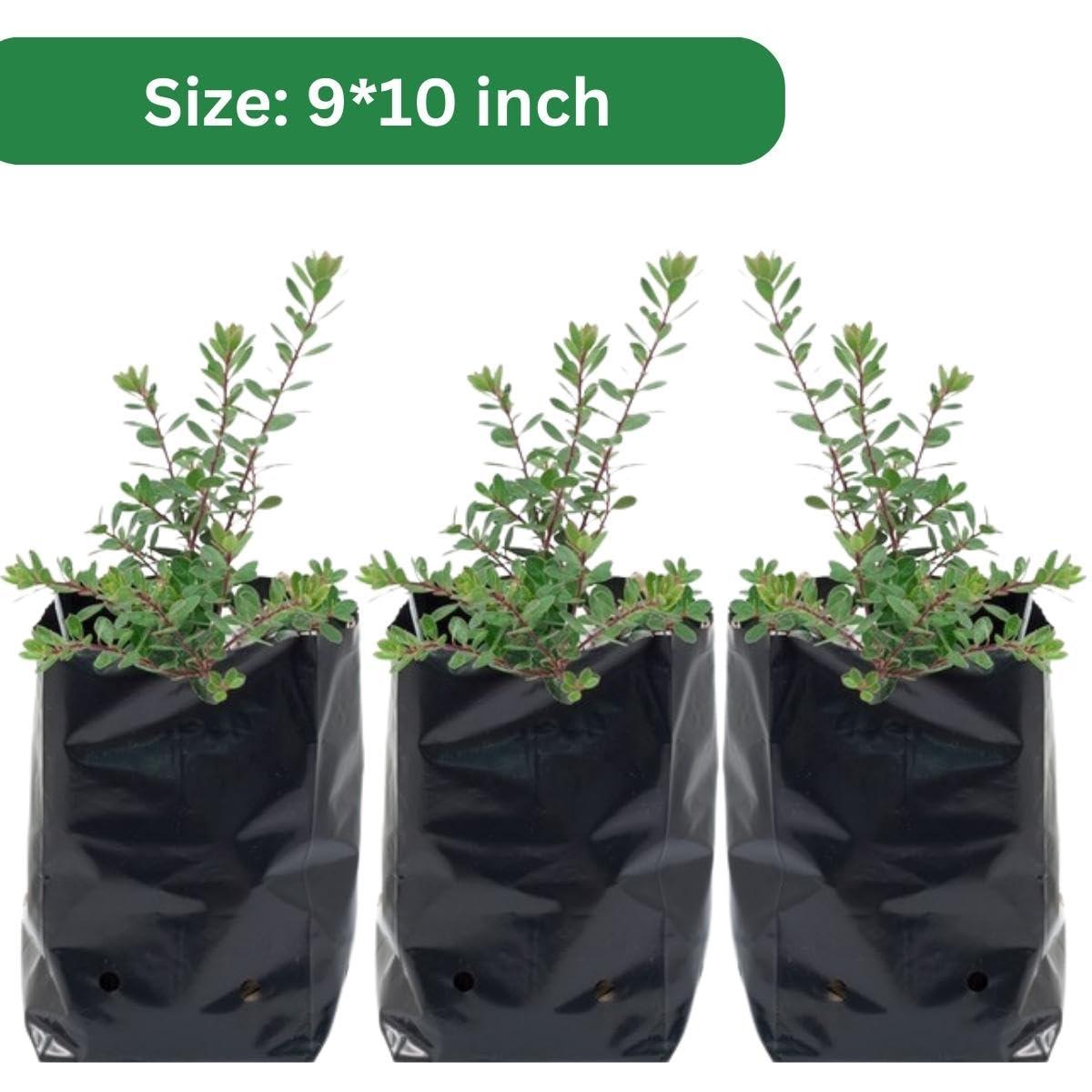 9x10 HDPE UV-resistant black grow bags, pack of 20. Durable polyethylene bags for home gardens, nurseries, and terrace gardening. Perfect for plants. - Singhal Mart