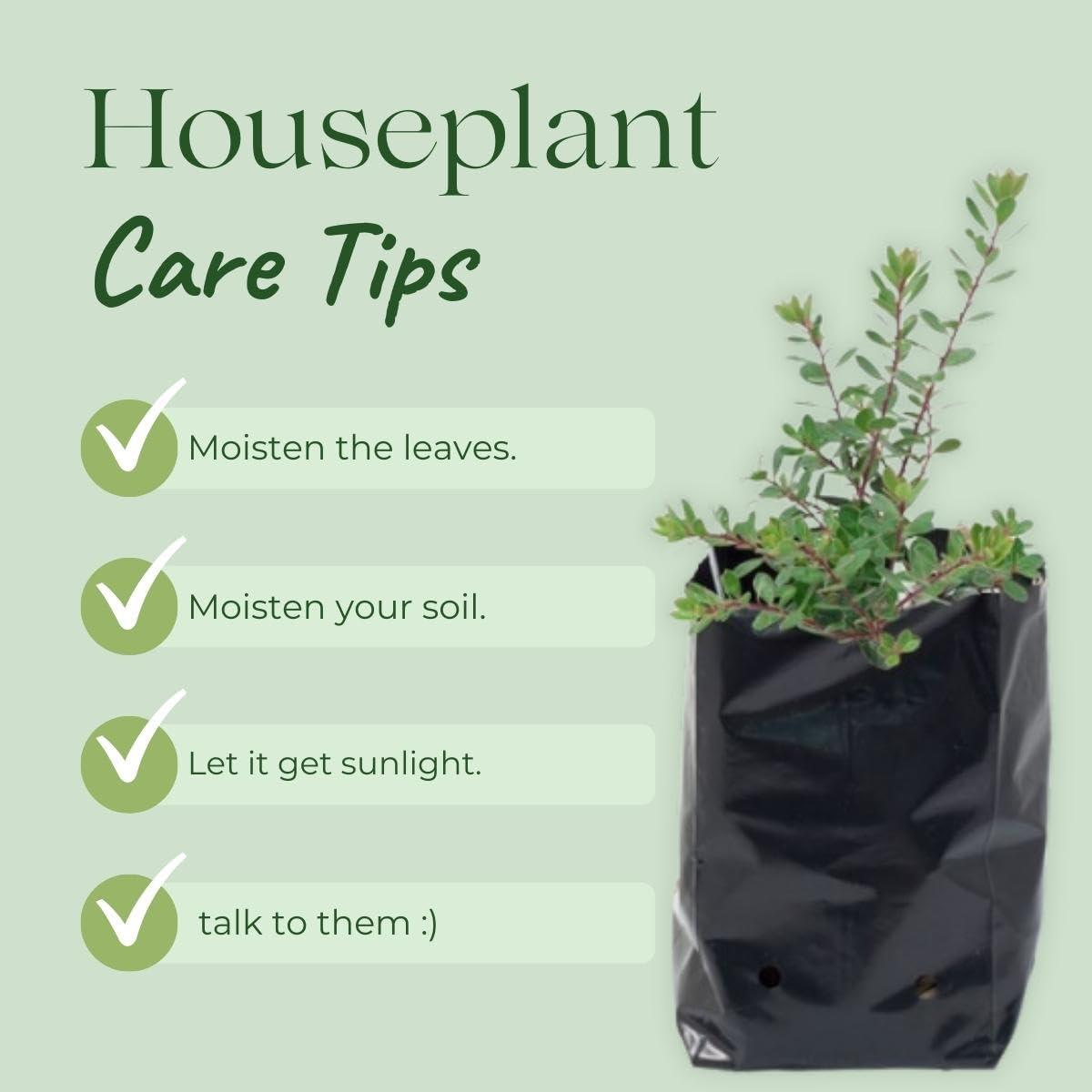 SINGHAL HDPE UV-Resistant Black Poly Grow Bags | 14x14 inches, Pack of 25 | Ideal for Home & Terrace Gardens - Singhal Mart