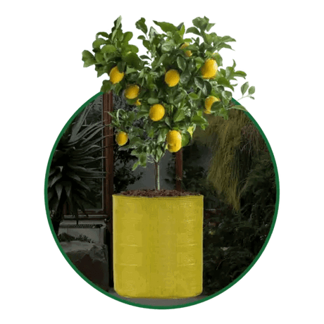 Yellow Grow Bags Size 9x9  to 24x24 Inch - Singhal Mart